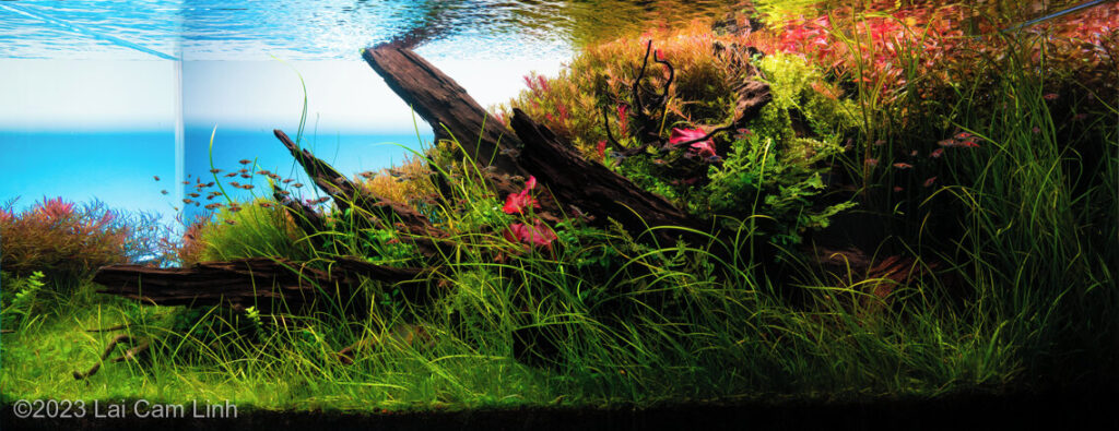 "Our Blue Ocean: A Journey into Natural Tranquility" - “Our Blue Ocean: A Journey into Natural Tranquility” - Aqua Plants Hub