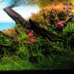 "Our Blue Ocean: A Journey into Natural Tranquility" - “Our Blue Ocean: A Journey into Natural Tranquility” - Aqua Plants Hub