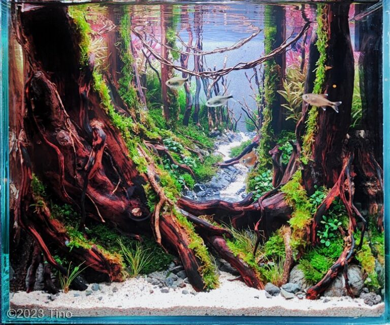 Forest path