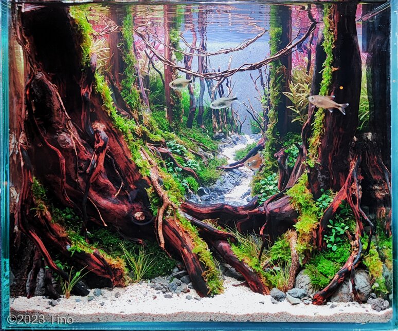 Forest path - Aqua Plants Hub