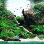 Nature temptation - Aqua Plants Hub