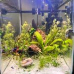 Betta Serenity - Aqua Plants Hub