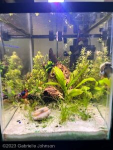 Betta Serenity - Aqua Plants Hub