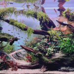 Davor Mitevski - Aqua Plants Hub