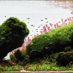 Gravitas - Aqua Plants Hub