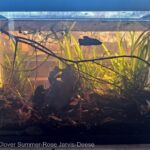 Asian Biotope, 'Life Though the Lense of a Betta fish' - Asian Biotope, ‘Life Though the Lense of a Betta fish’ - Aqua Plants Hub