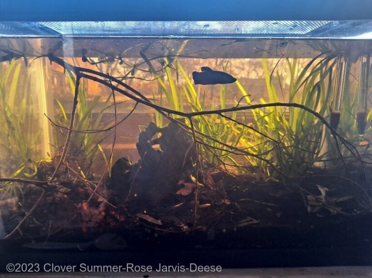 Asian Biotope, ‘Life Though the Lense of a Betta fish’