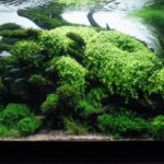 follow the current - Aqua Plants Hub