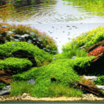 Silent Horizon - Aqua Plants Hub