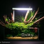 Supra Viridis - Aqua Plants Hub