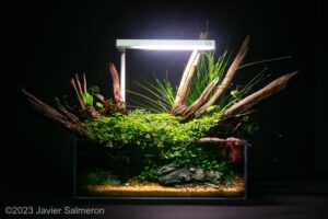 Supra Viridis - Aqua Plants Hub