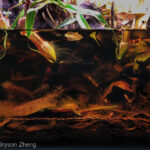 Flooded Bank of an Unnamed Blackwater Stream in the Sungai Kotawaringin Watershed on Bangka Island, Indonesia - Aqua Plants Hub