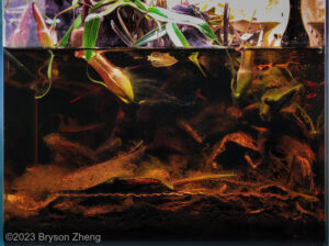 Flooded Bank of an Unnamed Blackwater Stream in the Sungai Kotawaringin Watershed on Bangka Island, Indonesia - Aqua Plants Hub