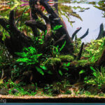 Autumn Arrival - Aqua Plants Hub