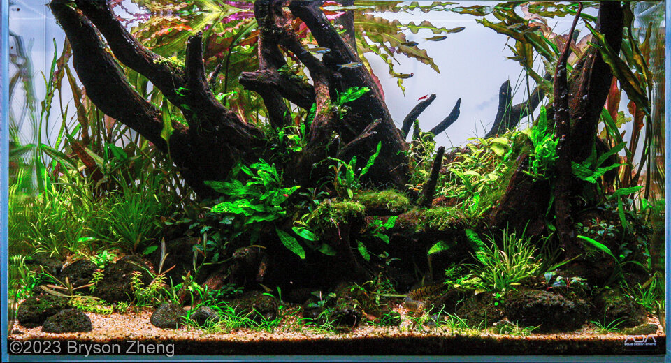 Autumn Arrival - Aqua Plants Hub