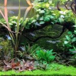 L'arco. - L’arco. - Aqua Plants Hub