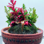 Finding a way. - Aqua Plants Hub
