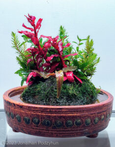 Finding a way. - Aqua Plants Hub