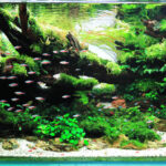 Ancient - Ancient (AGA 2023 #416) - Aqua Plants Hub