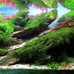 Over View - Aqua Plants Hub