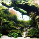 AGA 2023 Layout 419 - Aqua Plants Hub