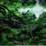 The shadow of nature - Aqua Plants Hub