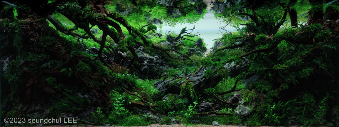 The shadow of nature - Aqua Plants Hub