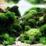 Volcanic topography - Aqua Plants Hub