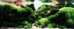 Volcanic topography - Aqua Plants Hub