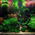 Hidden Lake - Aqua Plants Hub