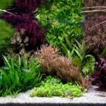 on a summer day - Aqua Plants Hub