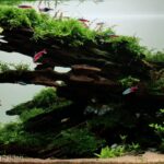 AGA 2023 Layout 429 - Aqua Plants Hub