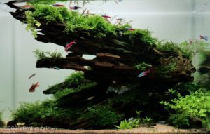 AGA 2023 Layout 429 - Aqua Plants Hub