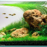 AGA 2023 Layout 431 - Aqua Plants Hub