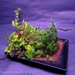 grass on the cup - Aqua Plants Hub