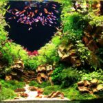 Fireworks - Aqua Plants Hub