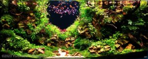 Fireworks - Aqua Plants Hub
