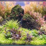 Siritinga - Aqua Plants Hub