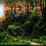 Forest Silence - Aqua Plants Hub