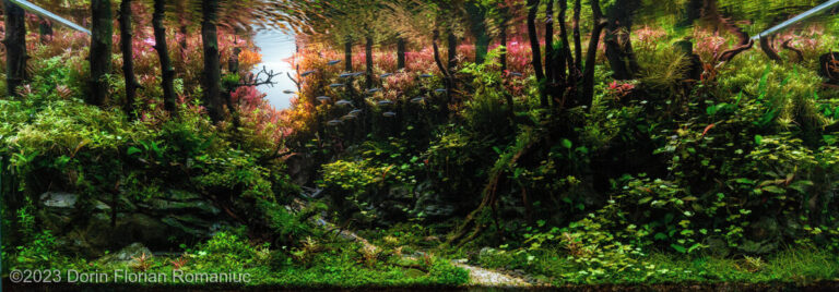Forest Silence