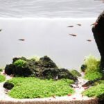 Rapa's Repose - Rapa’s Repose - Aqua Plants Hub