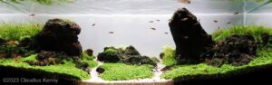 Rapa's Repose - Rapa’s Repose - Aqua Plants Hub