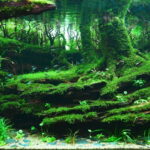 Shadow Of The Day - Aqua Plants Hub