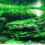 Go with the flow - Aqua Plants Hub