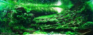 Go with the flow - Aqua Plants Hub