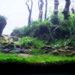 Black Forest - Aqua Plants Hub
