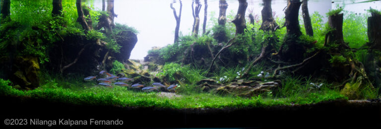 Black Forest