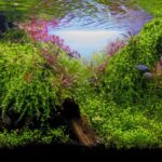 The h’Art of Nature - Aqua Plants Hub