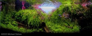 The h’Art of Nature - Aqua Plants Hub