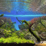 The morning school run - Aqua Plants Hub